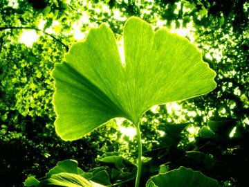 Ginko biloba - semena 2Ks Ginko biloba - semena 2Ks