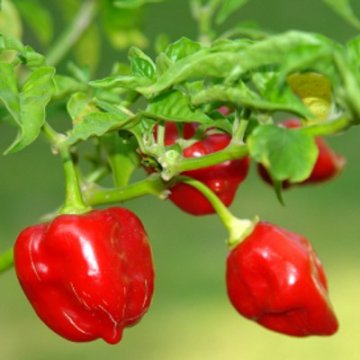 Chilli Habanero Red Savina semena 9ks Chilli Habanero Red Savina semena 9ks