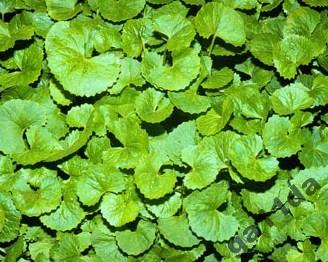 Gotu kola semena 5ks Gotu kola semena 5ks