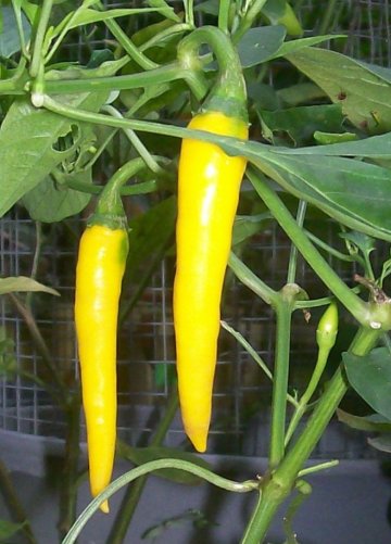 Chilli Cayenne Gold semena 10 ks Chilli Cayenne Gold semena 10 ks