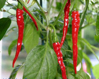 Chilli Cayenský pepř semena 5Ks Chilli Cayenský pepř semena 5Ks